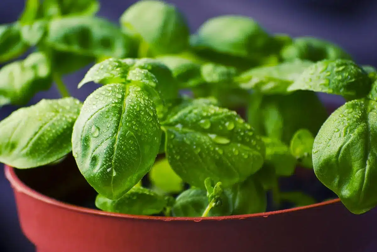 Dinde et légumes en train de mijoter dans le Thermomix