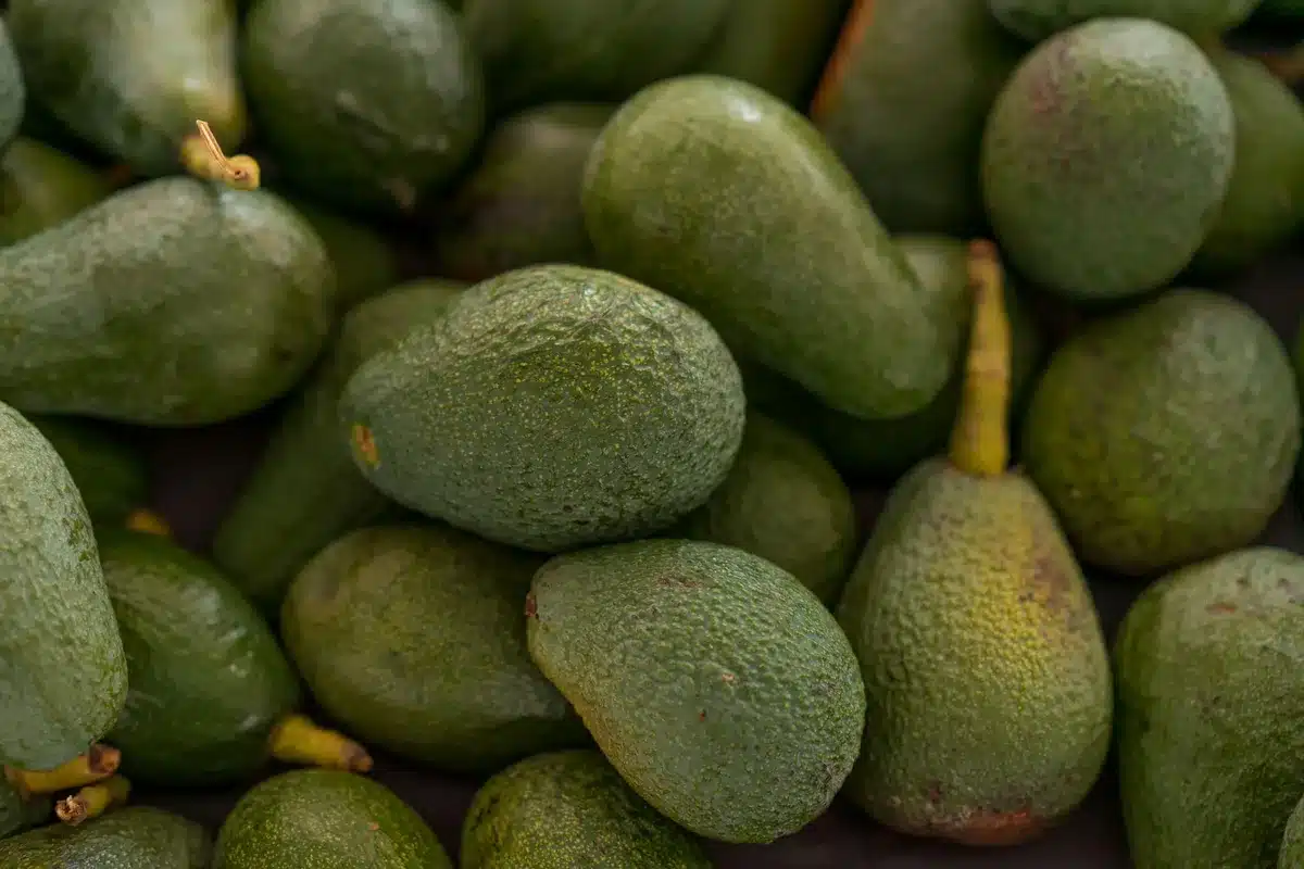 Vérification du pédoncule d'un avocat pour évaluer son degré de maturité