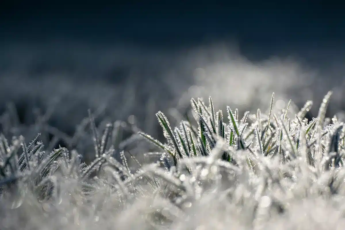 Courgettes présentant des signes de dégâts dus au froid : peau fripée et décolorée