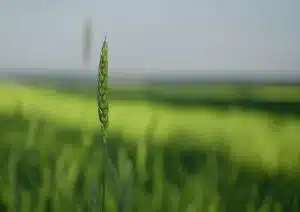 Mains versant un mélange de maïs dans un blender avec des ingrédients frais autour