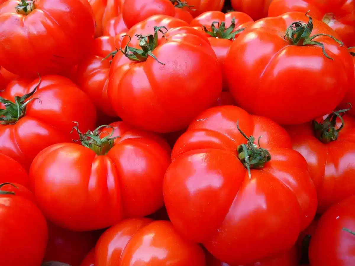 Ingrédients frais : seiches, petits pois, tomates pelées et basilic