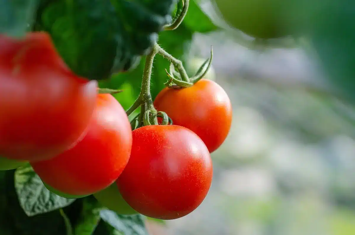 Légumes frais sur une planche après un rinçage à l'eau claire