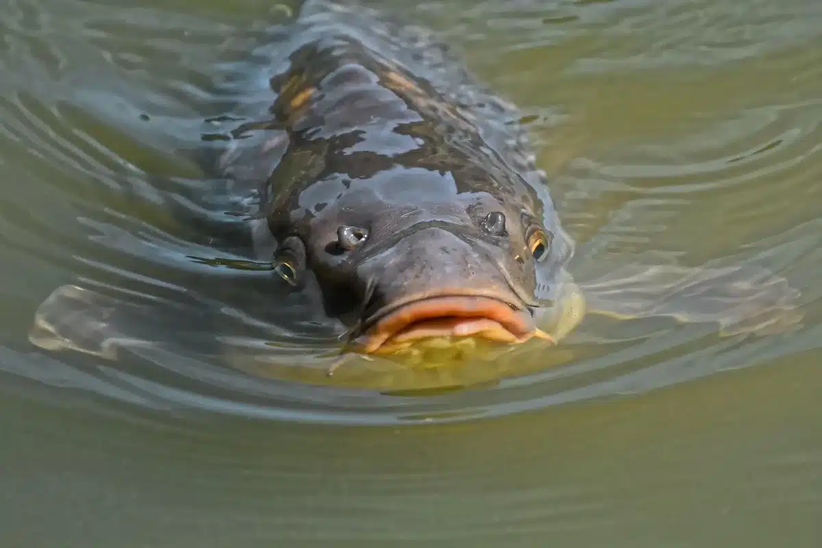 Papillote ouverte montrant un filet de poisson vapeur et légumes