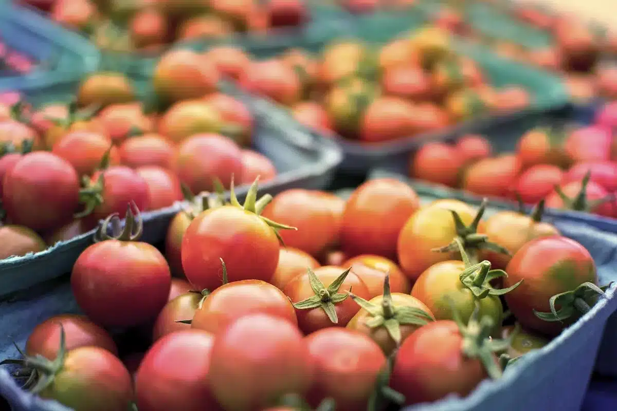 Bol de concassé de tomates épais et parfumé prêt à farcir les cromesquis