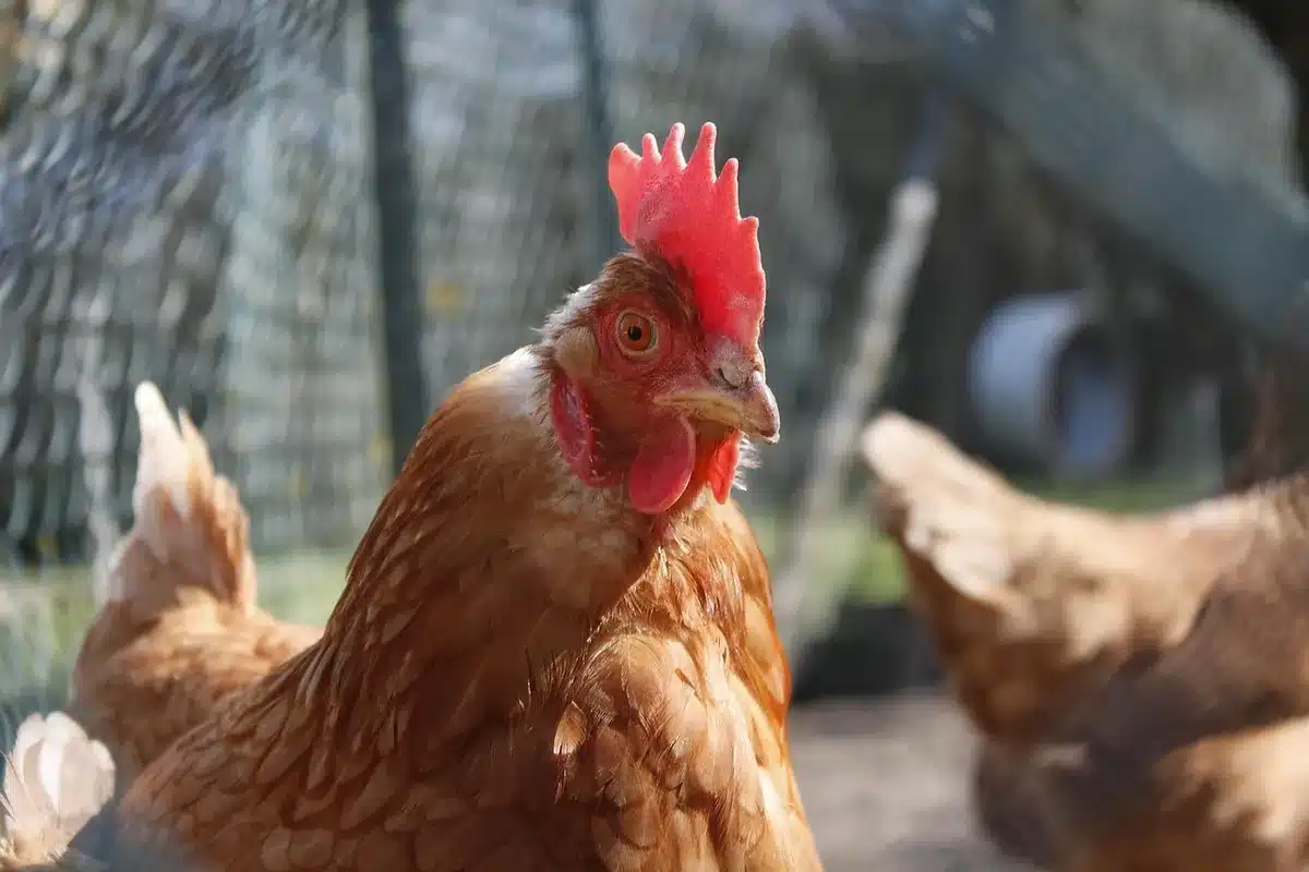 Bâtiment d'élevage avec parcours extérieur pour poules en plein jour