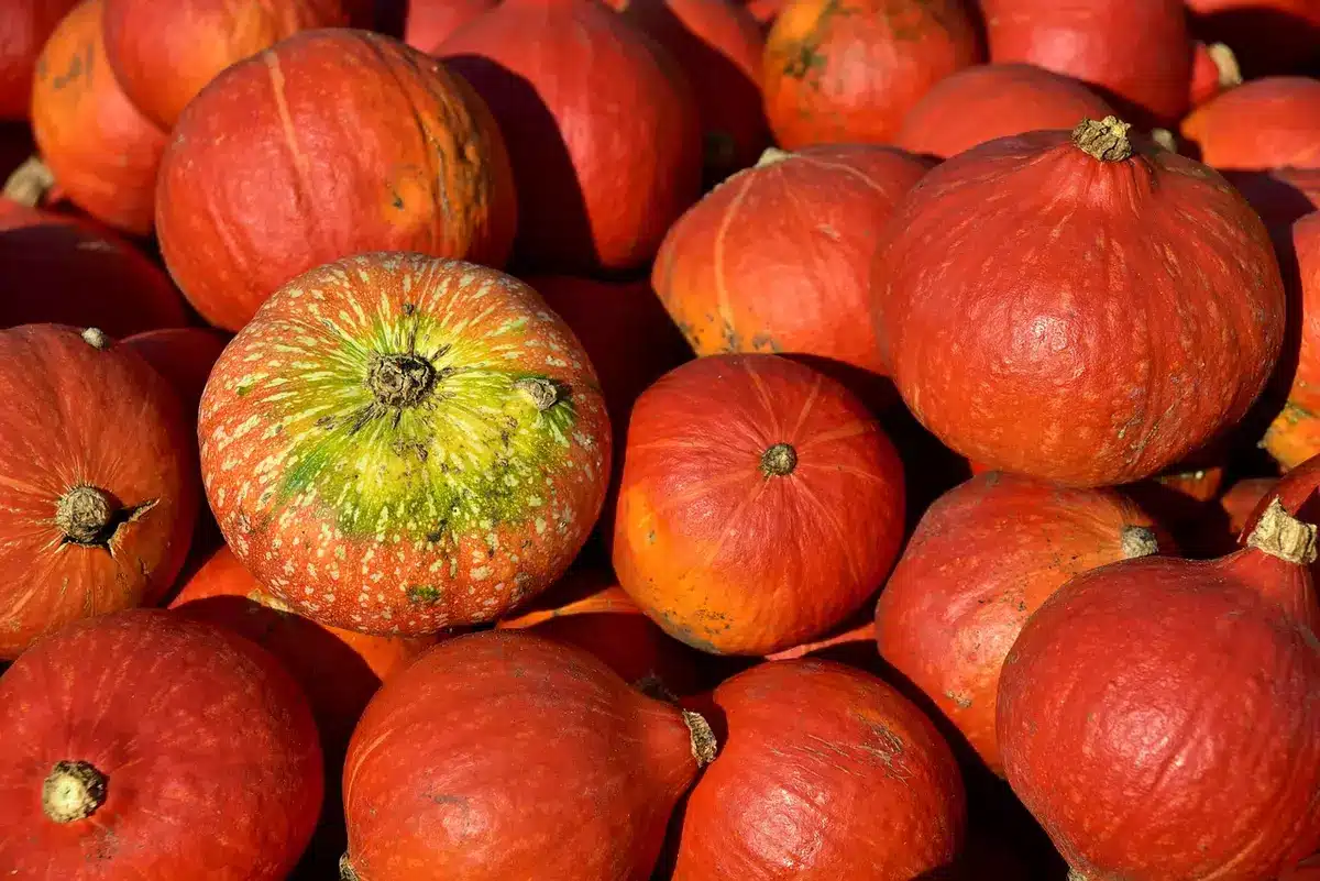Boîtes et ingrédients posés pour préparer un gâteau à la citrouille