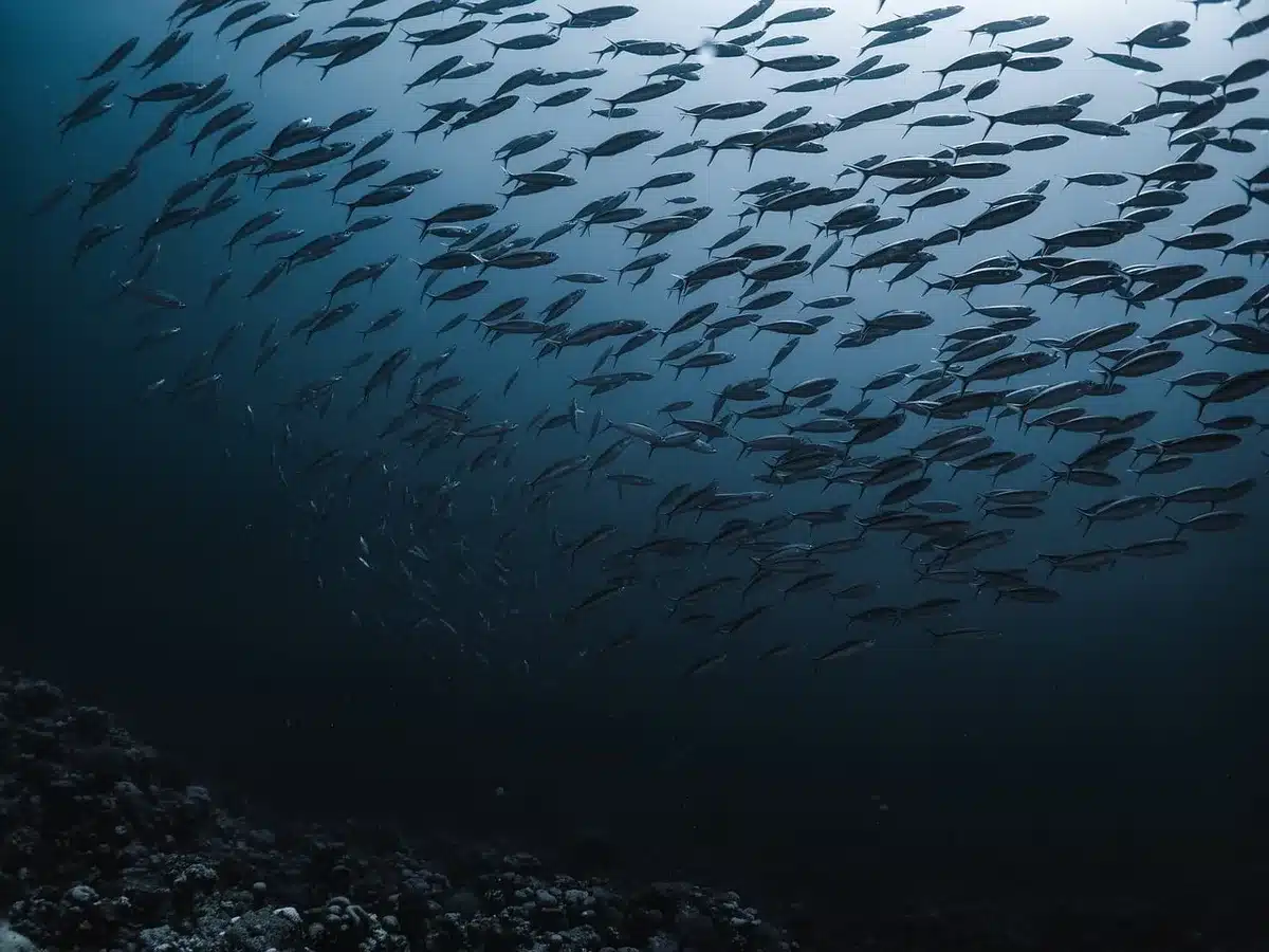 Main vérifiant la fermeté d'un filet de poisson sur glace